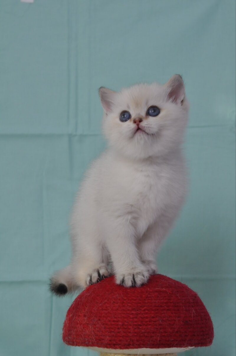 Limon British Shorthair male black golden shaded pointed - live animals