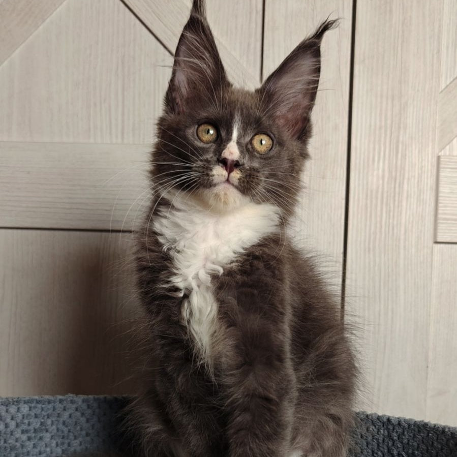 Amur Maine Coon polydactyl 7x7x6x6 male, blue bicolour