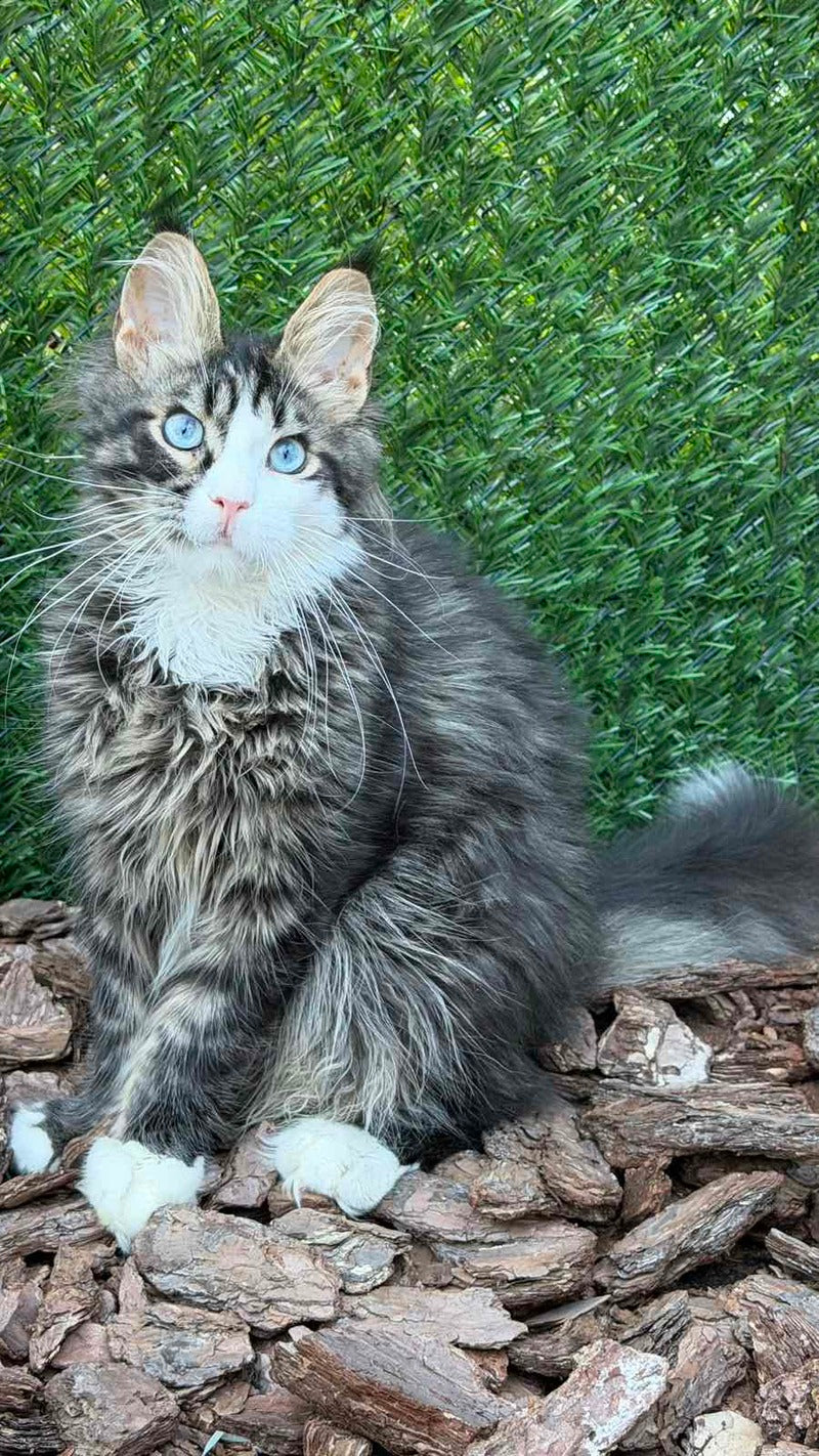 Dior Maine Coon male, black tabby with white