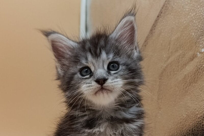 Danica Maine Coon female, black silver tabby