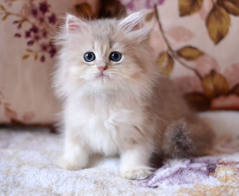Gigi British Longhair female, blue golden shaded