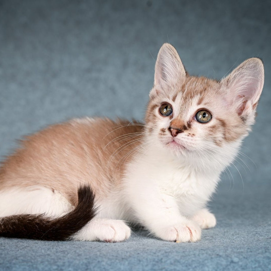 Kleo Munchkin female, black pointed spotted tabby bicolour