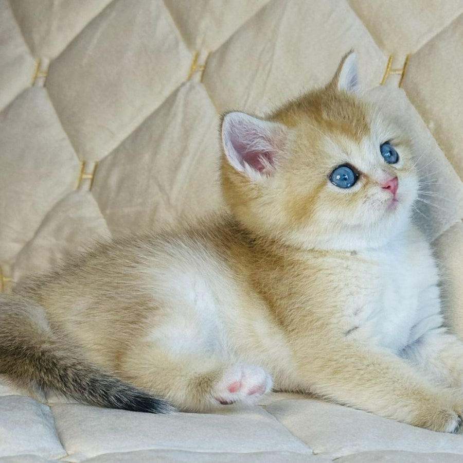 Finik British Shorthair male, black golden shaded with white