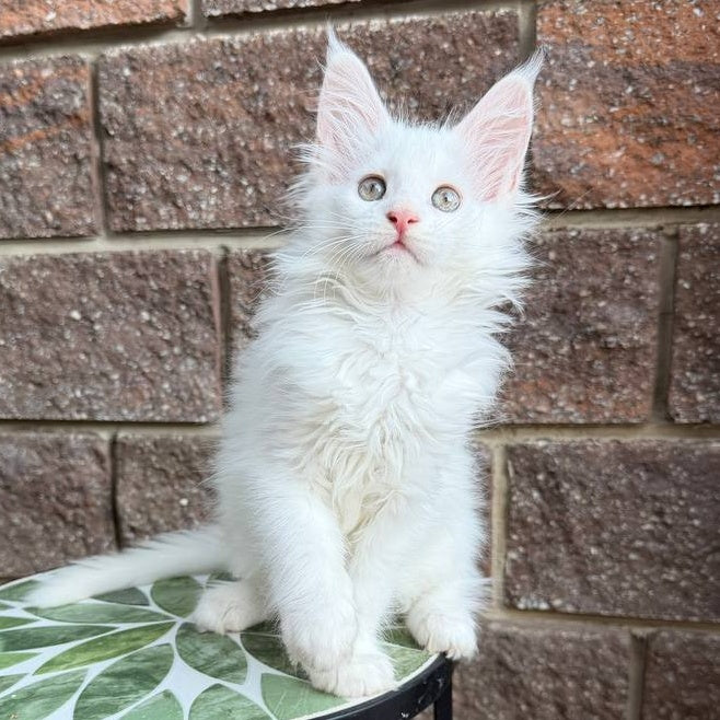 Zoe Maine Coon female, white