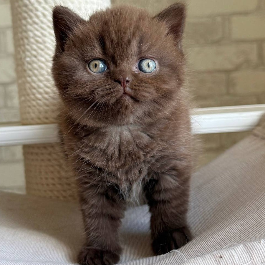 Bruno British Shorthair male, chocolate