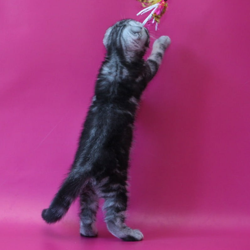 Sofi Scottish Fold female, black silver tabby