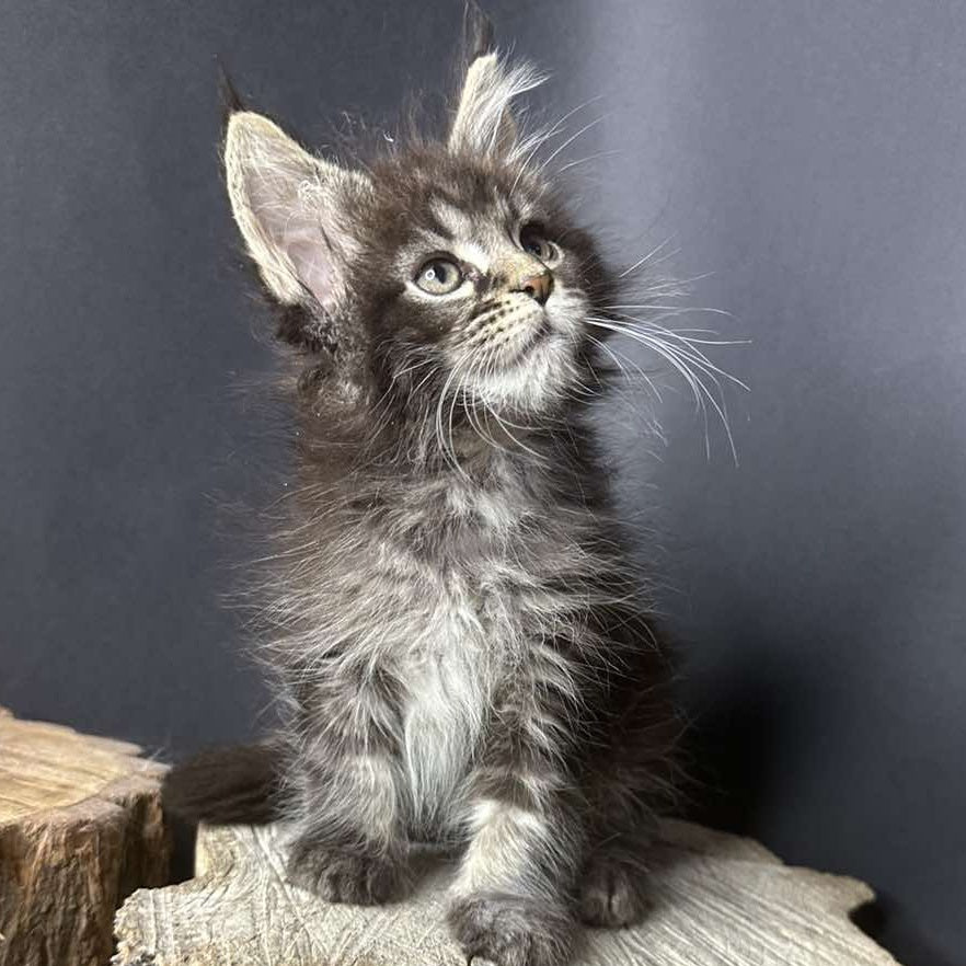Sandra Maine Coon female, black silver ticked tabby