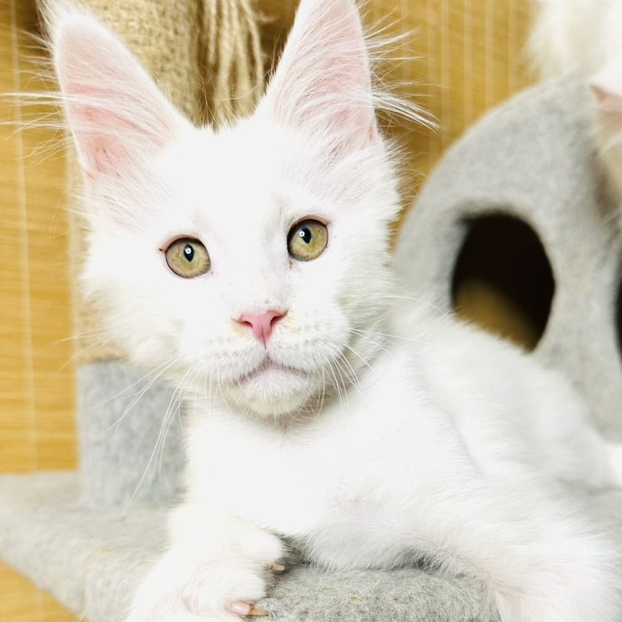 Kozak Maine Coon male, white