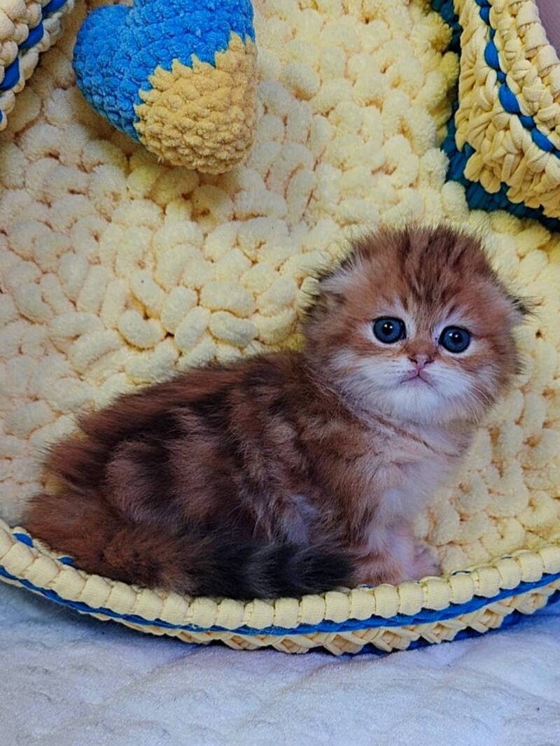 Ivon Scottish Fold male black golden tabby live animals