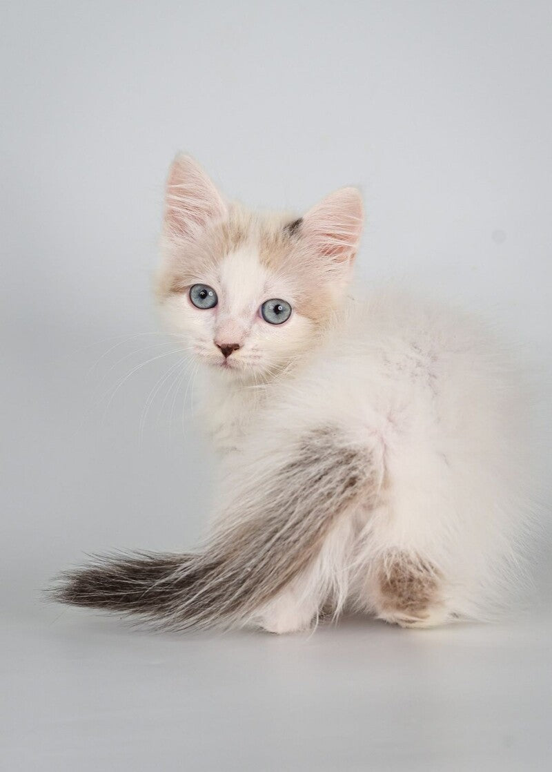 Yogurt Munchkin male, seal pointed van