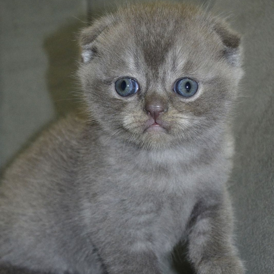 Alex Scottish Fold male, blue ticked tabby