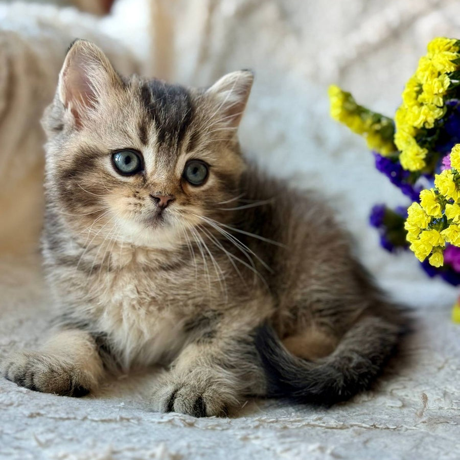 Wally British Shorthair male, black ticked tabby