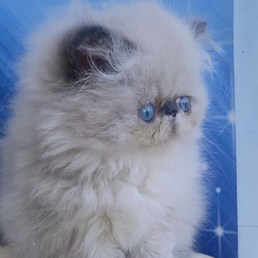 Emmi Persian female, seal pointed