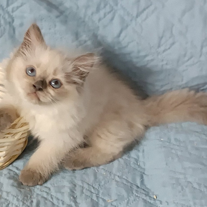 Dona Siberian female, blue pointed