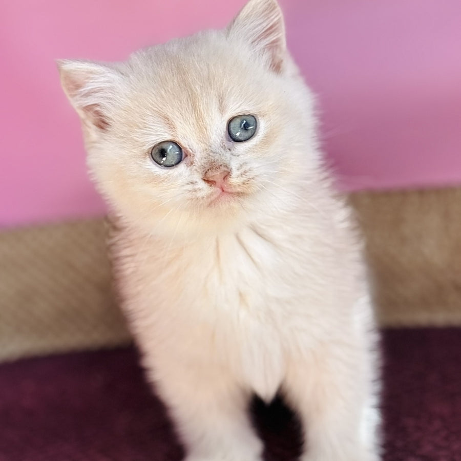 Simba British Shorthair male, lilac golden chinchilla
