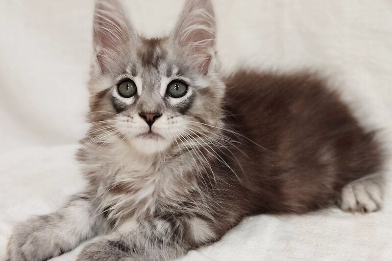 Dzheyk Maine Coon male, black silver tabby