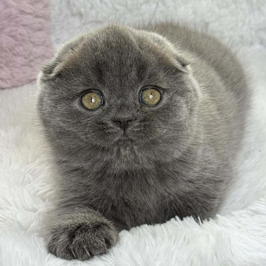 Xenia Scottish Fold female, blue