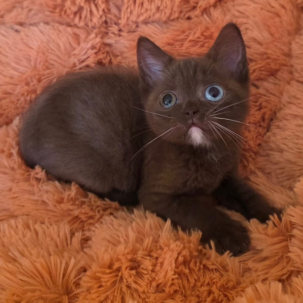 Dayzy British Shorthair male, chocolate with white