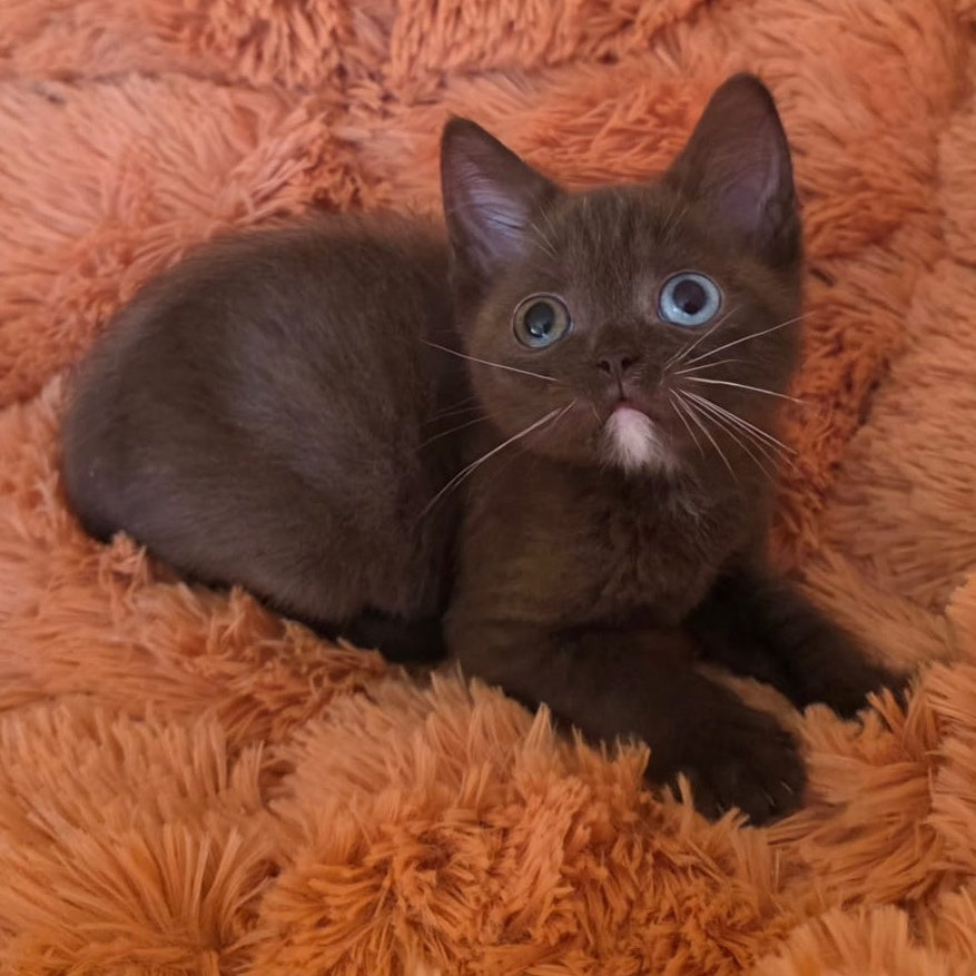 Dayzy British Shorthair male, chocolate with white
