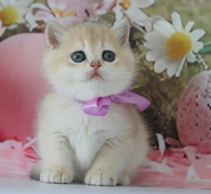 Fifa British Shorthair female blue golden chinchilla live animals