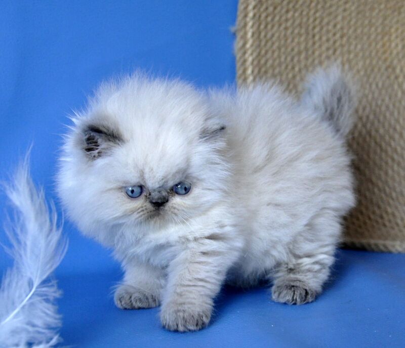 Coco Persian male blue lynx pointed - live animals