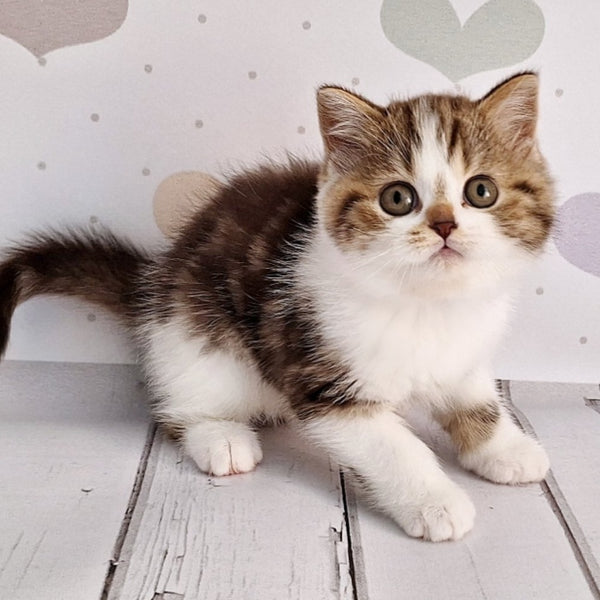 Beckham Scottish Straight male, chocolate tabby bicolour