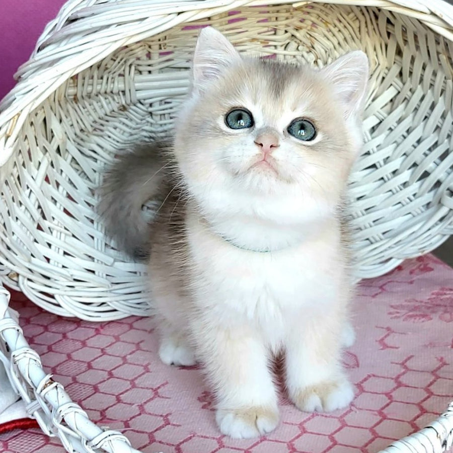 Assol British Shorthair female, blue golden chinchilla