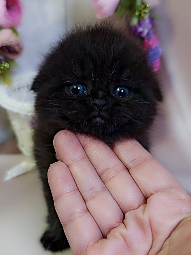 Maverick Scottish Fold male black - live animals