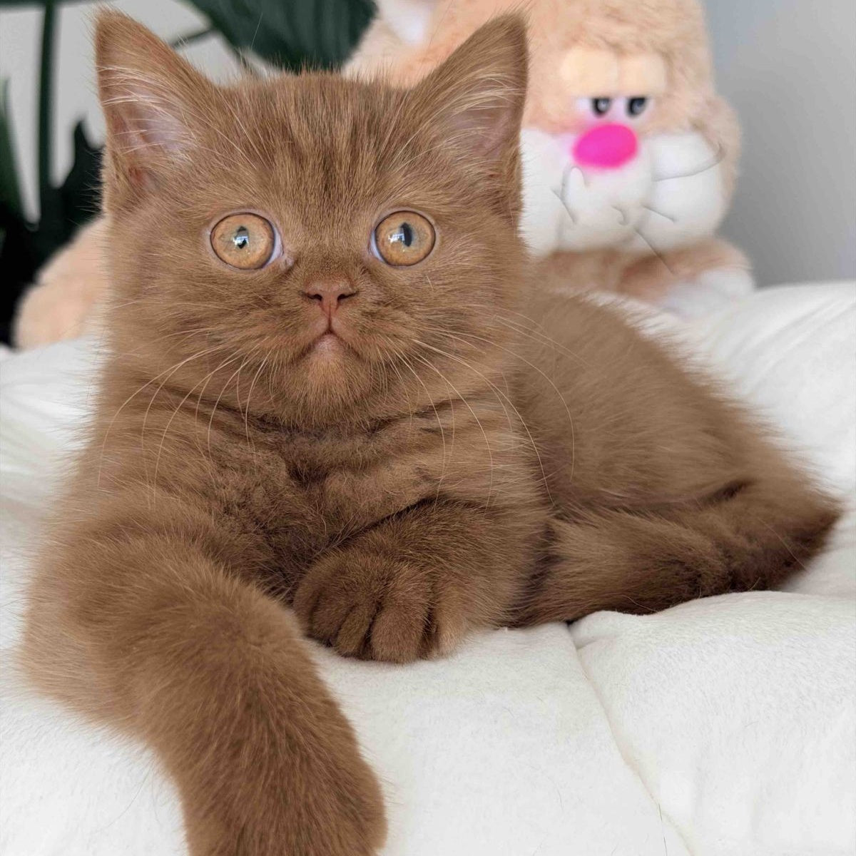 Shelbi British Shorthair female, cinnamon