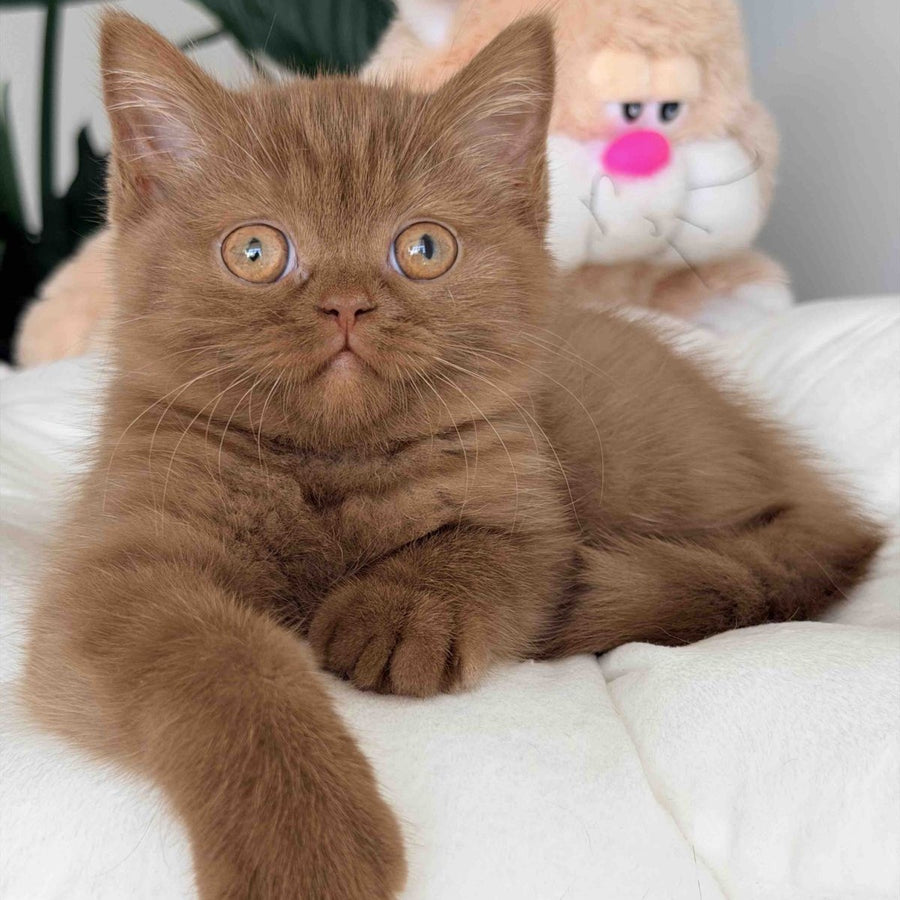 Shelbi British Shorthair female, cinnamon
