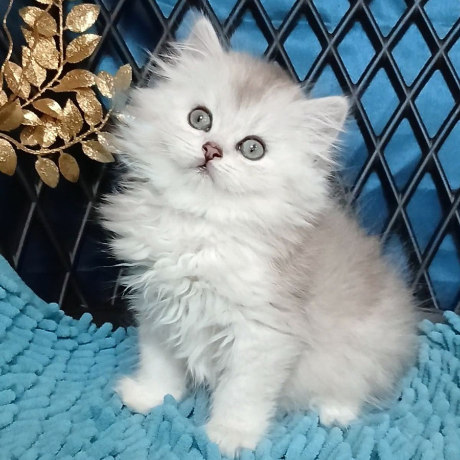 Vinsont Persian male, black silver ticked tabby