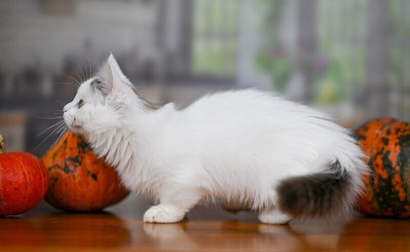 Limonchella Munchkin female, chocolate tabby van