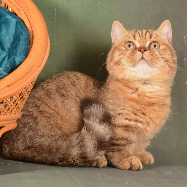 Holly Munchkin female, chocolate ticked tabby