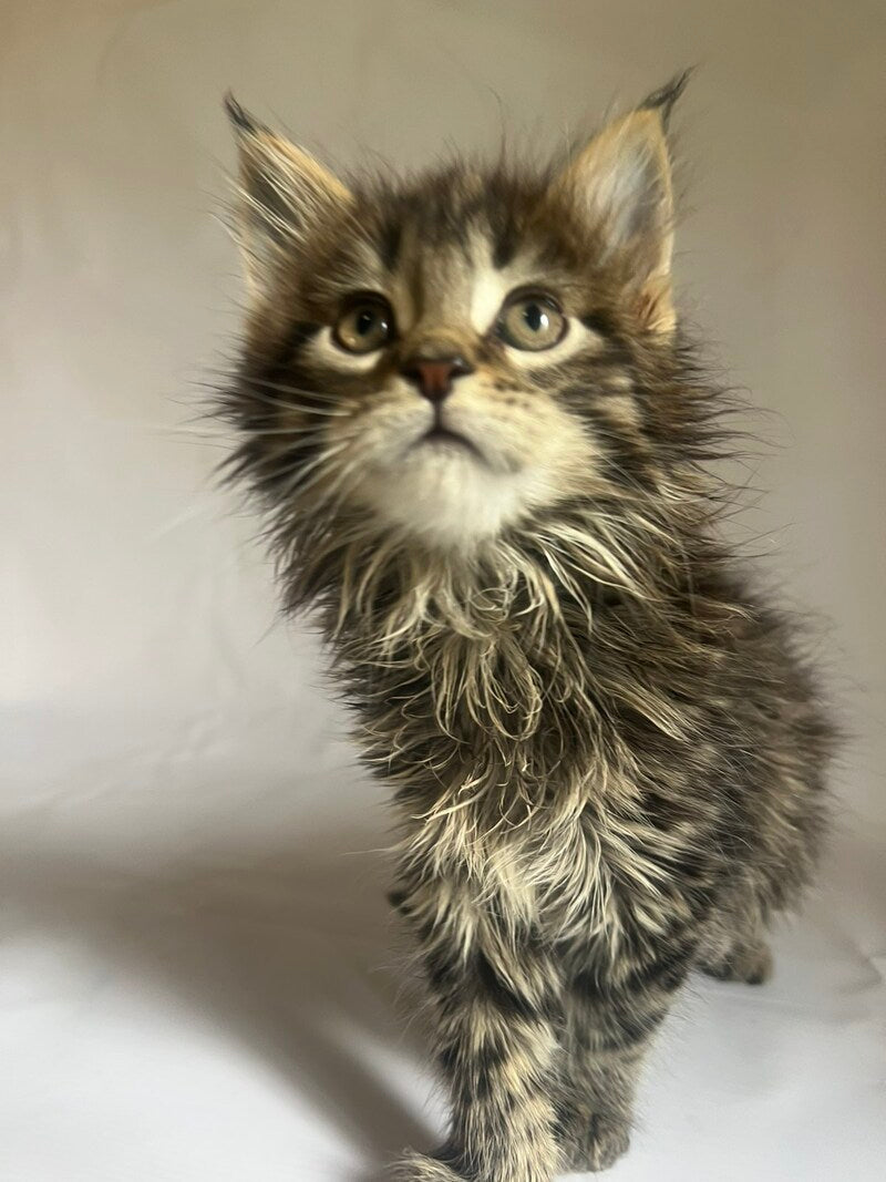 Flora Maine Coon female black tabby - live animals