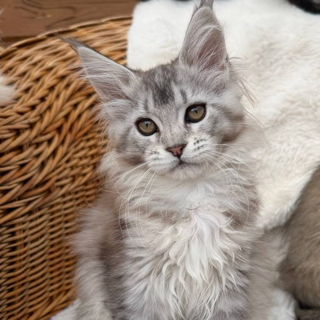 Bailey Maine Coon female, black silver ticked tabby
