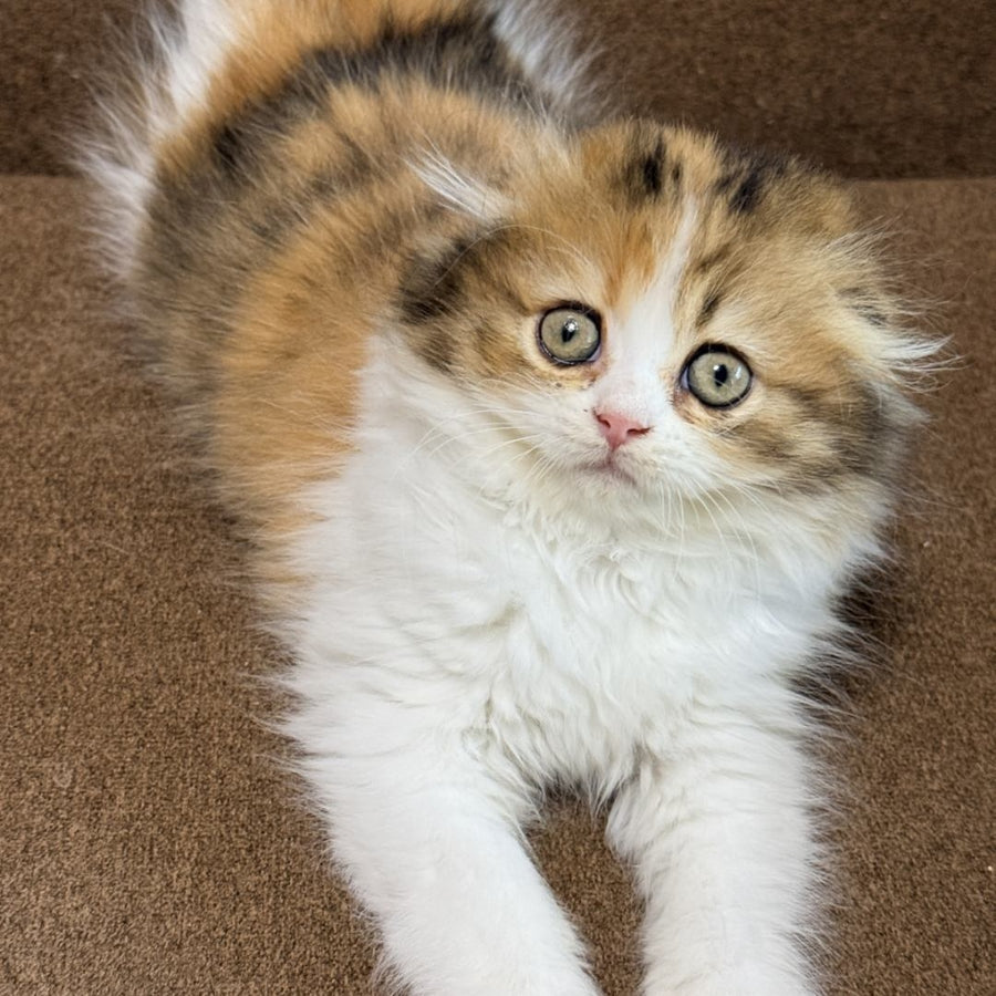 Carmelita Scottish Fold female, black tortie bicolour