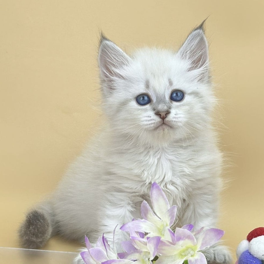 Yuki Siberian female, blue tabby pointed