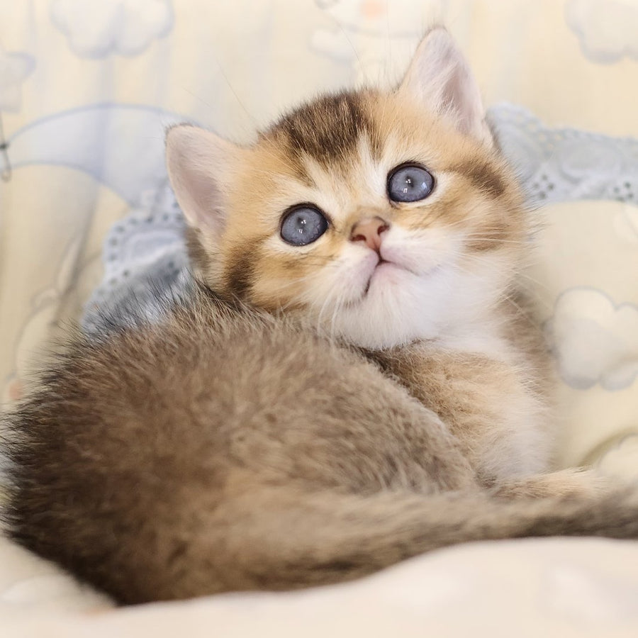 Eleon Scottish Straight male, black golden ticked tabby