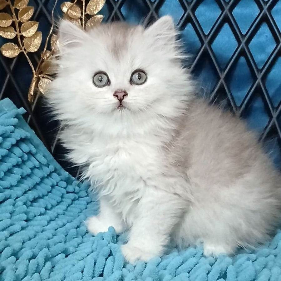 Vinsont Persian male, black silver ticked tabby