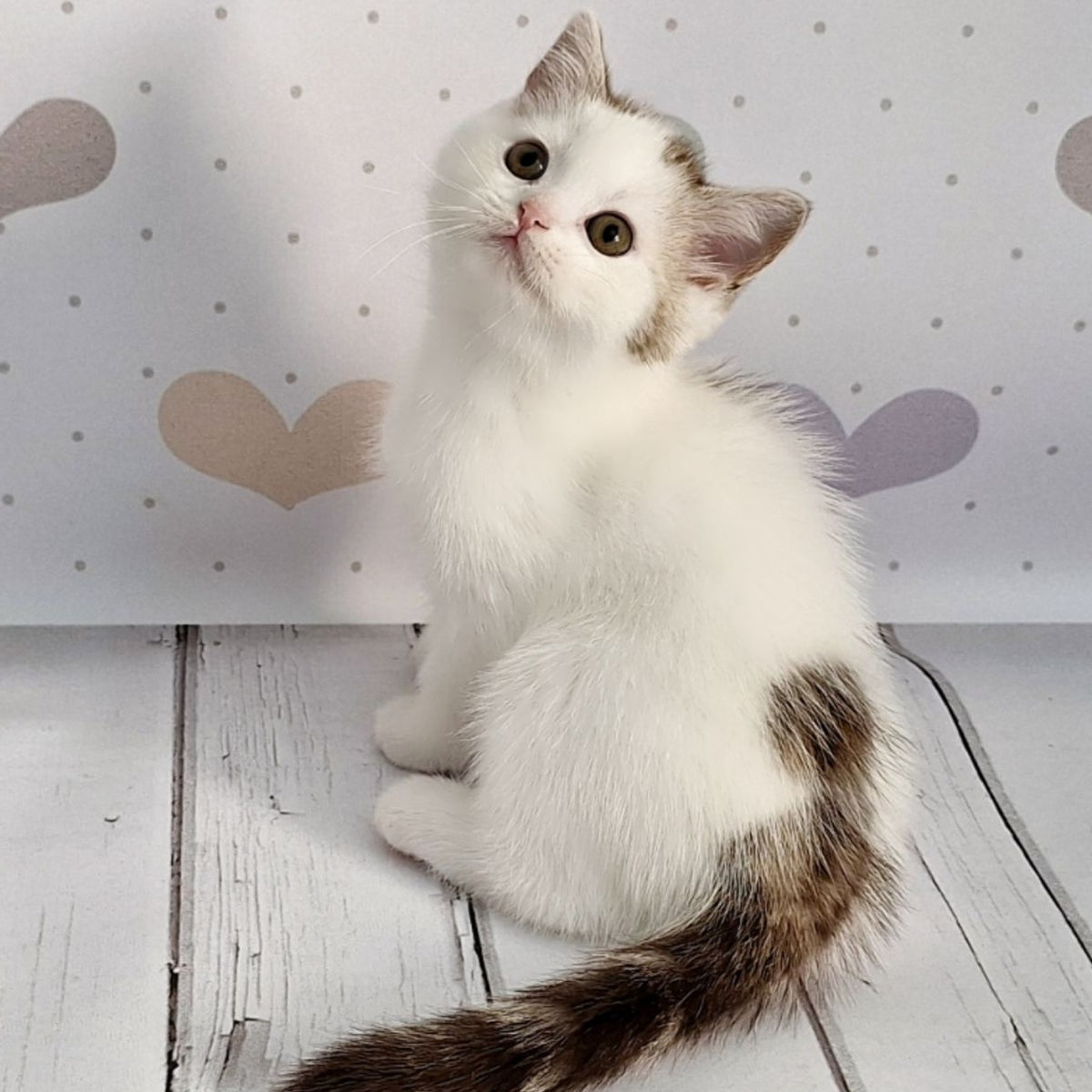 Blondy Scottish Straight male, chocolate silver tabby harlequin