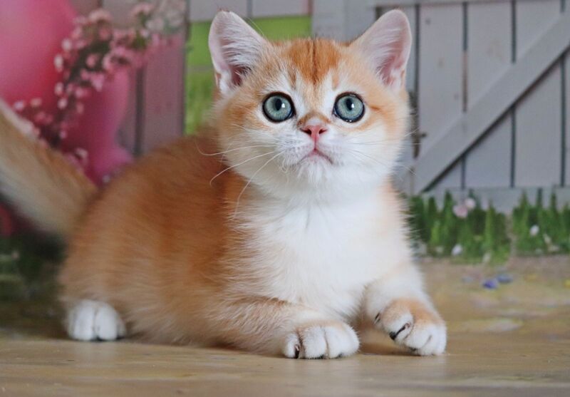 Parker British Shorthair male, black golden chinchilla