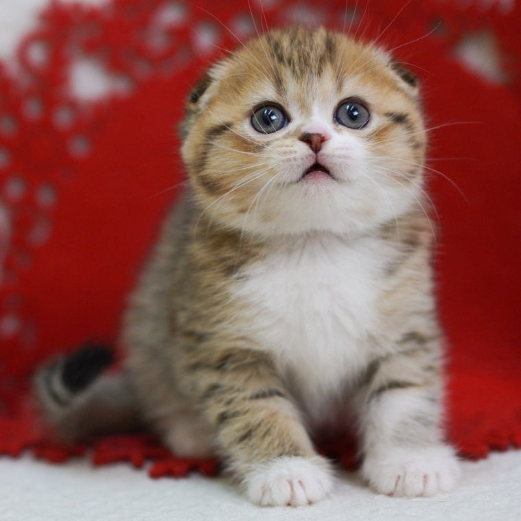 Dior Scottish Fold male, black spotted tabby bicolour