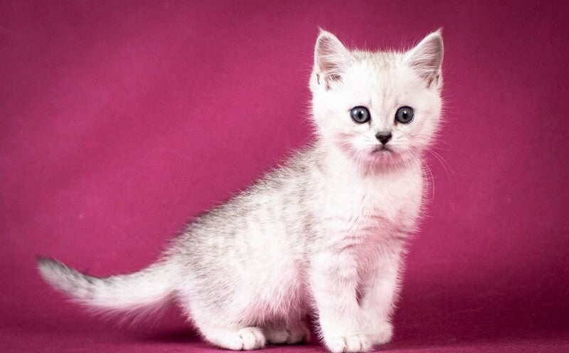 Calvin Scottish Straight male black silver shaded - live animals