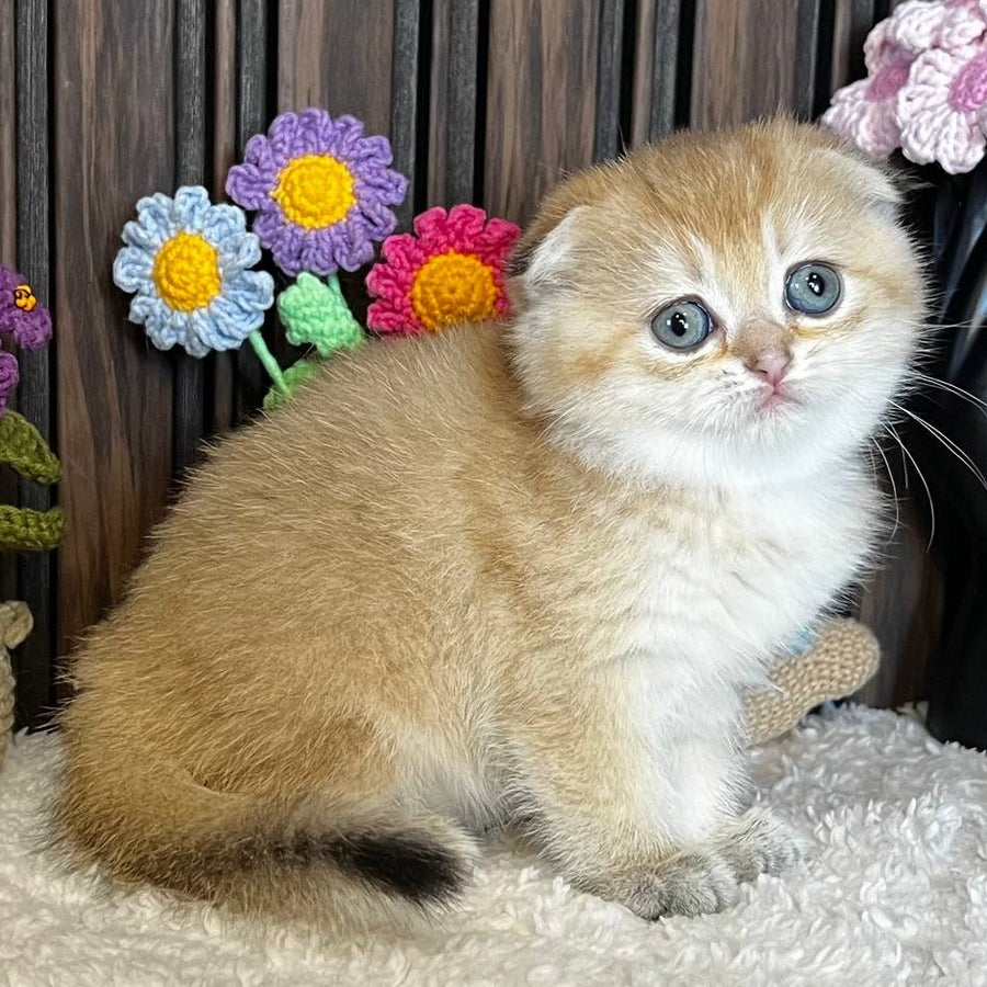 Mirabel Scottish Fold female, black golden chinchilla