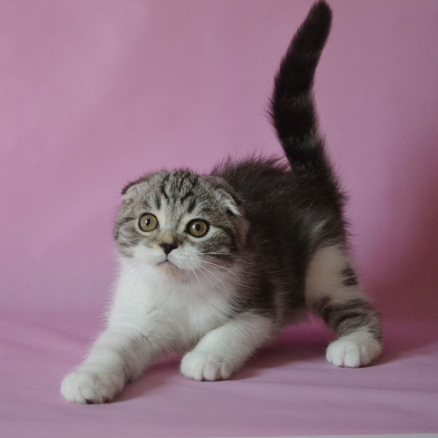 Simon Scottish Fold male, black silver tabby bicolour