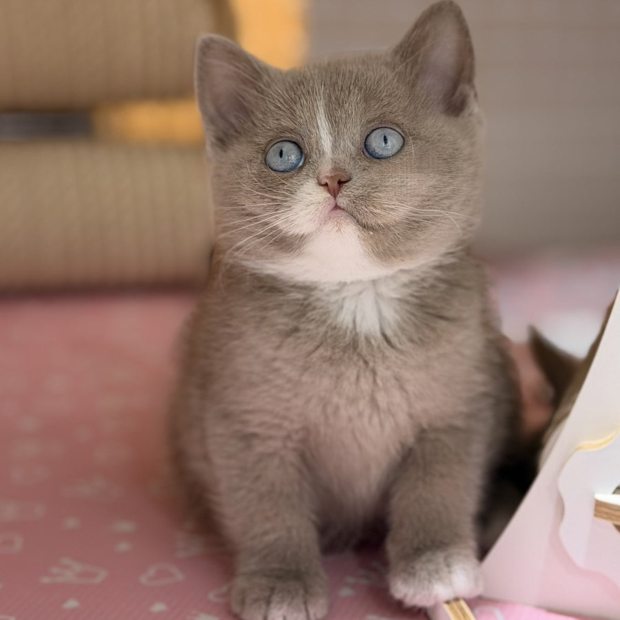 Solena British Shorthair female, lilac with white