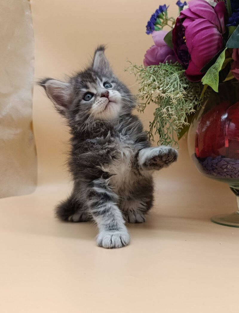 Duncan Maine Coon male, blue silver tabby