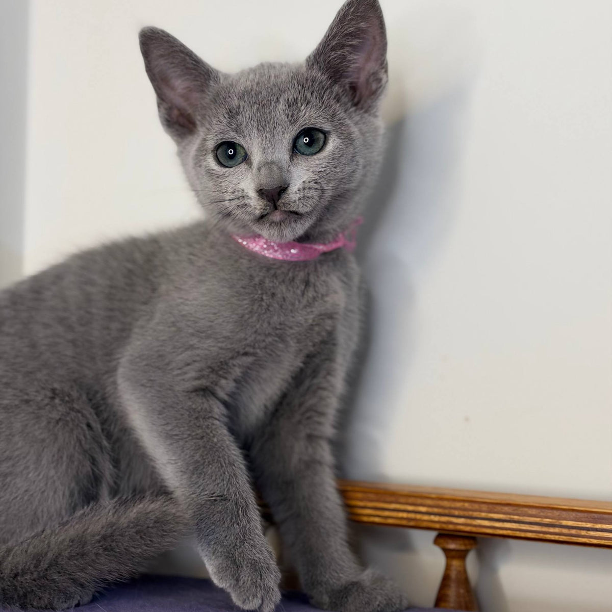Nargiz Russian Blue female, blue