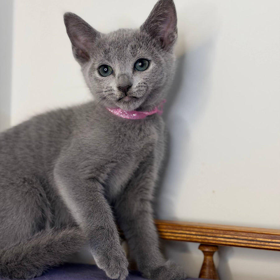 Nargiz Russian Blue female, blue