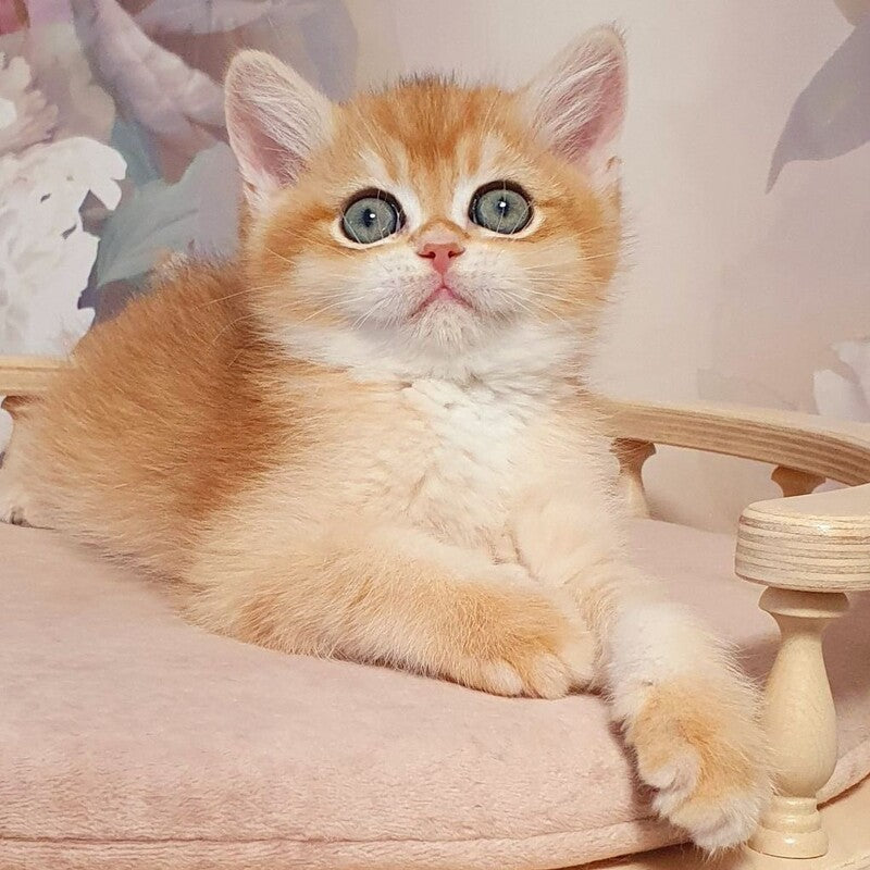 Winston British Shorthair male, black golden chinchilla